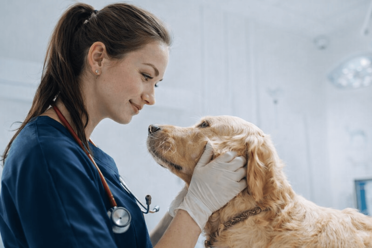 Veterinarian examining a dog in a clinic setting