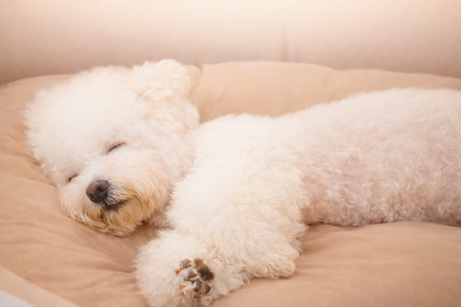 White dog resting on a beige Gentle Jaws pet bed
